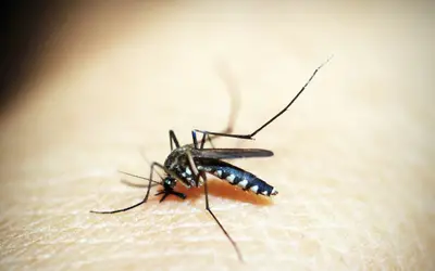 Em 17 dias, casos de dengue triplicam em São Paulo